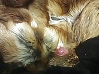cum fur coat